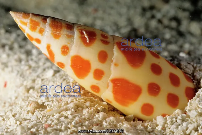 : Mitre snail; hides buried in sand in daytime but : Mitre snail; hides buried in sand in daytime but