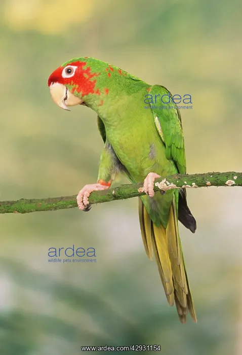  : Mitred Conure