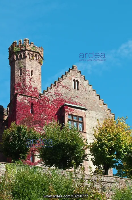: The Mittelburg (Middle Castle) in Neckarsteinach : The Mittelburg (Middle Castle) in Neckarsteinach