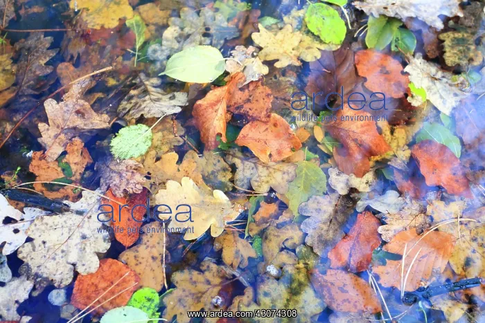 : Mix of autumn leaves in water, the netherlands : Mix of autumn leaves in water, the netherlands