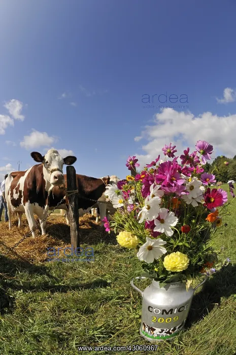  : Mix in milk jug and Cow Contest agricultural Franche-Comte