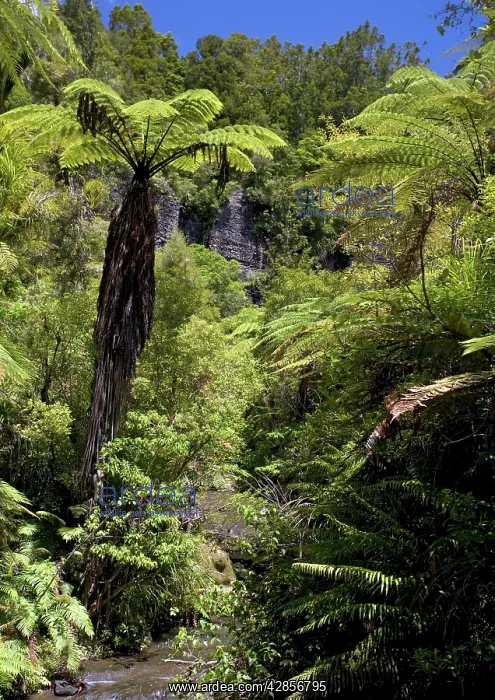 : Mixed ancient forest in the Waitakere (Cascade) range : Mixed ancient forest in the Waitakere (Cascade) range