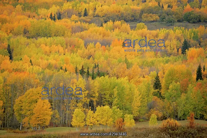 : Mixed Aspen and poplar Forest in autumn colors : Mixed Aspen and poplar Forest in autumn colors