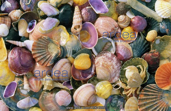 : Mixed Atlantic Sea SHELLS and Crab : Mixed Atlantic Sea SHELLS and Crab