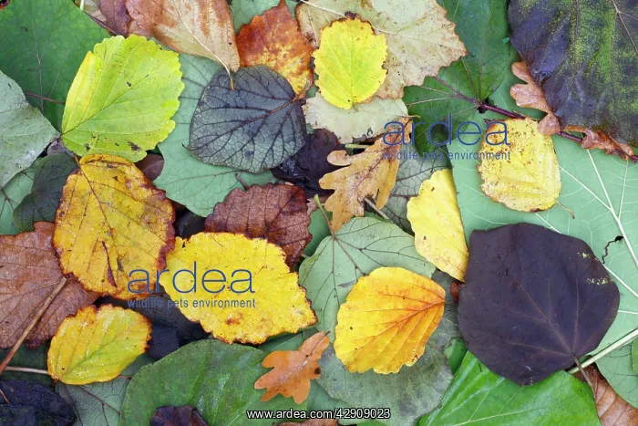 : Mixed Autumn Leaves, Oak, Elm, Hornbeam, Hazelnut : Mixed Autumn Leaves, Oak, Elm, Hornbeam, Hazelnut