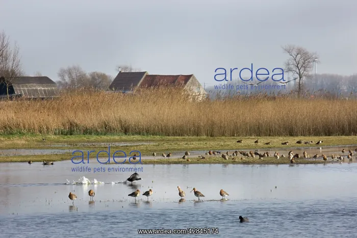 : Mixed Bird species at Uitkerkse Polder Nature reserve : Mixed Bird species at Uitkerkse Polder Nature reserve