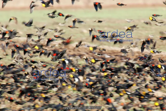 : Mixed blackbird flock, yellow-headed blackbird : Mixed blackbird flock, yellow-headed blackbird