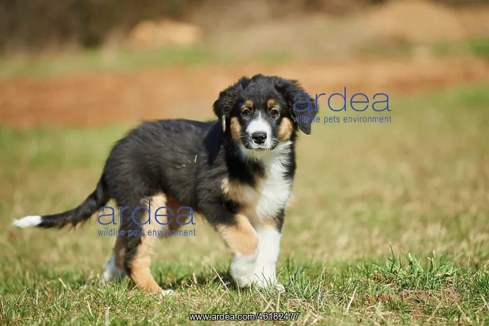 : Mixed-bread dog (Australian Shepherd and Golden : Mixed-bread dog (Australian Shepherd and Golden