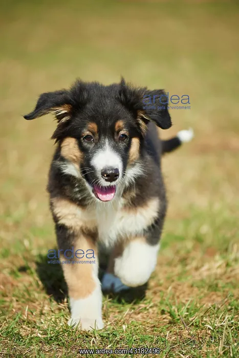 : Mixed-bread dog (Australian Shepherd and Golden : Mixed-bread dog (Australian Shepherd and Golden
