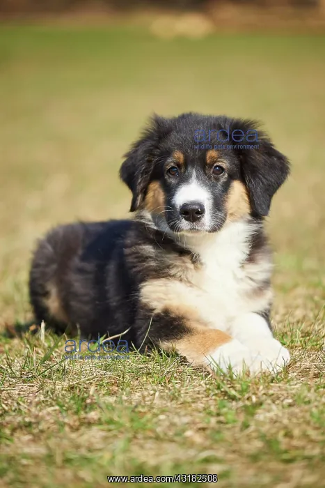 : Mixed-bread dog (Australian Shepherd and Golden : Mixed-bread dog (Australian Shepherd and Golden