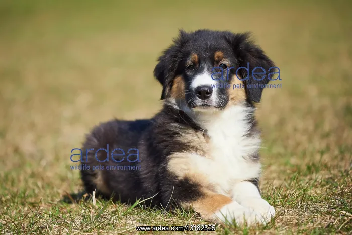 : Mixed-bread dog (Australian Shepherd and Golden : Mixed-bread dog (Australian Shepherd and Golden