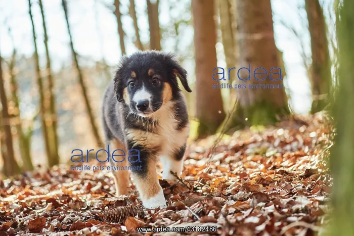 : Mixed-bread dog (Australien Shepherd and Golden : Mixed-bread dog (Australien Shepherd and Golden