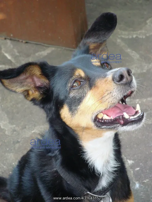 : Mixed breed dog : Mixed breed dog