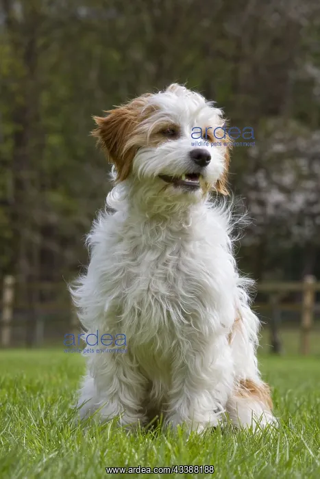 : Mixed breed dog : Mixed breed dog