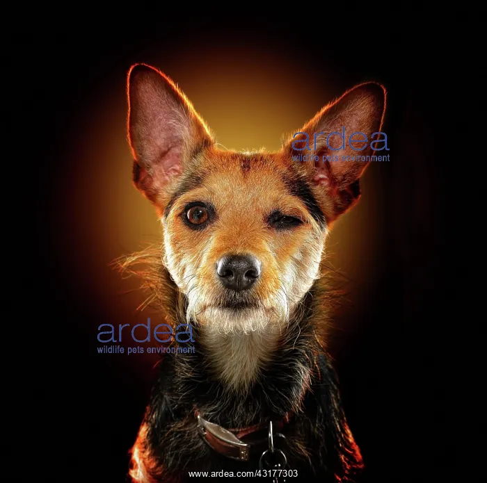 : Mixed breed dog, animal portrait, studio shot, Germany : Mixed breed dog, animal portrait, studio shot, Germany