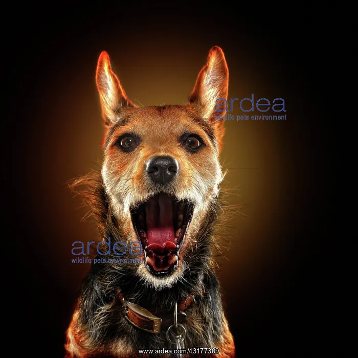 : Mixed breed dog, animal portrait, studio shot, Germany : Mixed breed dog, animal portrait, studio shot, Germany