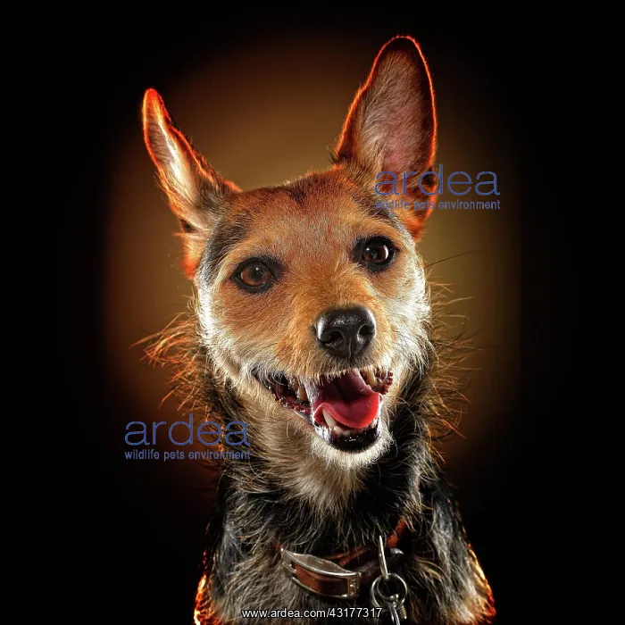 : Mixed breed dog, animal portrait, studio shot, Germany : Mixed breed dog, animal portrait, studio shot, Germany