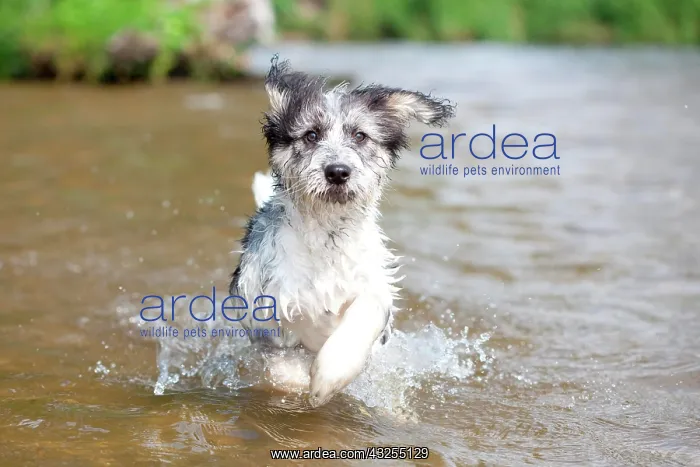 : Mixed-breed Dog (Canis lupus familiaris) running : Mixed-breed Dog (Canis lupus familiaris) running