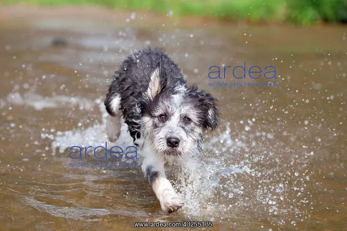 : Mixed-breed Dog (Canis lupus familiaris) running : Mixed-breed Dog (Canis lupus familiaris) running
