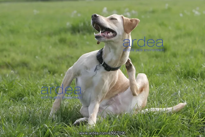  : Mixed breed dog, collar, tax stamp