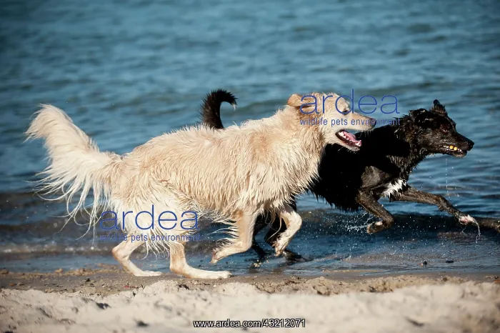 : Mixed-breed dog and a Golden Retriever running along : Mixed-breed dog and a Golden Retriever running along