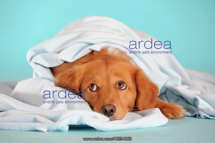 : Mixed-breed dog lying under a blanket : Mixed-breed dog lying under a blanket