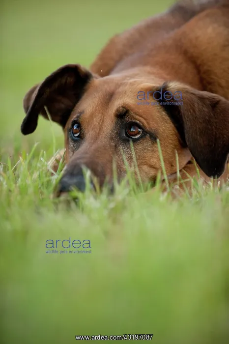 : Mixed-breed dog lying in the grass, portrait : Mixed-breed dog lying in the grass, portrait