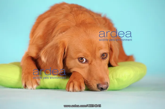 : Mixed-breed dog lying on a green cushion : Mixed-breed dog lying on a green cushion