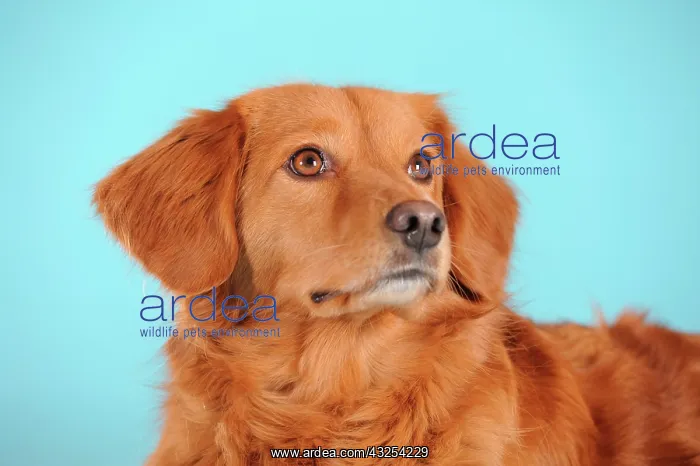 : Mixed-breed dog, portrait : Mixed-breed dog, portrait