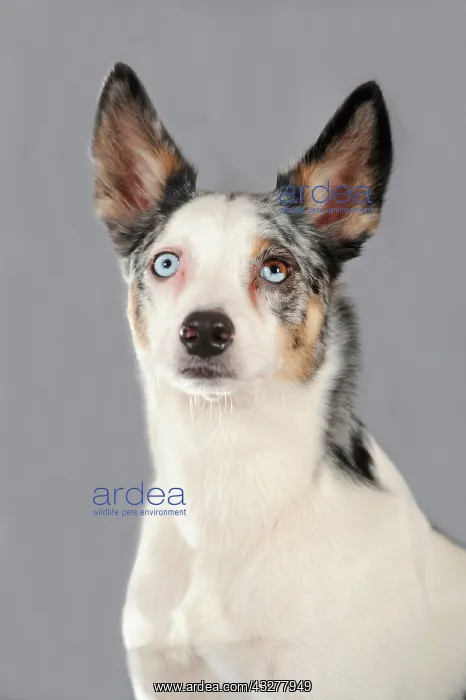: Mixed-breed dog, portrait : Mixed-breed dog, portrait