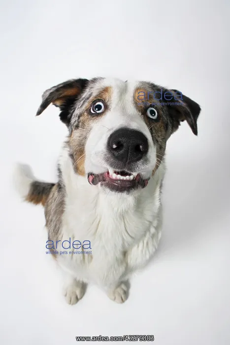 : Mixed-breed dog, portrait from above : Mixed-breed dog, portrait from above