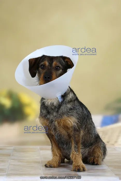 : Mixed breed dog with protective funnel, collar, detachable : Mixed breed dog with protective funnel, collar, detachable