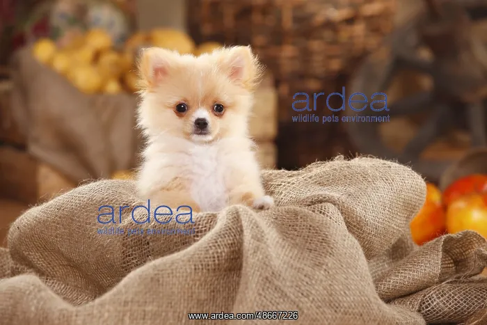  : Mixed Breed Dog, puppy, 12 weeks (Pomchi) (Chiranian) (Spitz