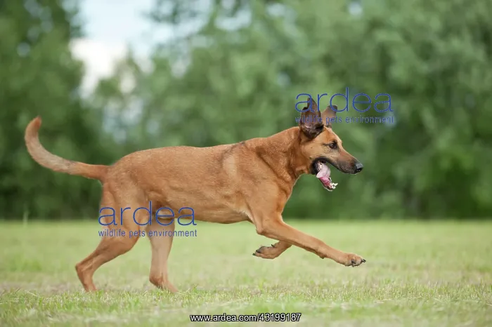 : Mixed-breed dog running across a meadow : Mixed-breed dog running across a meadow
