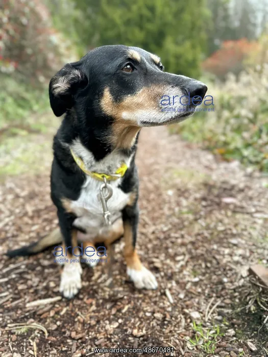 : Mixed breed dog sitting on a hiking path : Mixed breed dog sitting on a hiking path