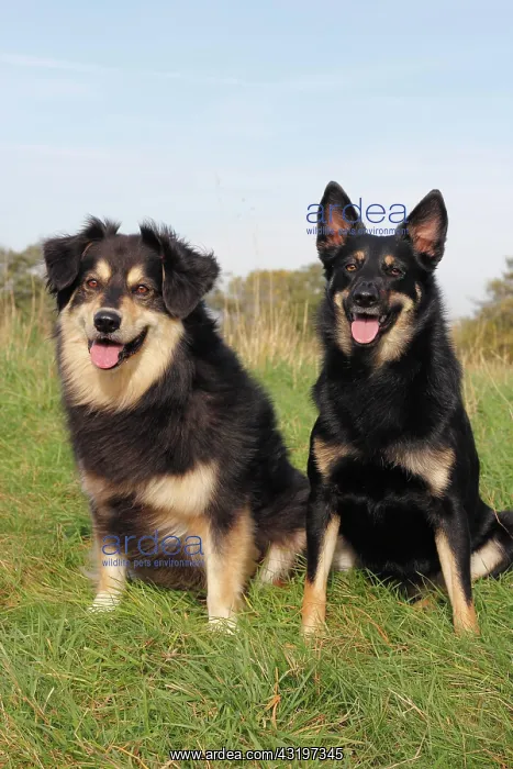 : Two mixed-breed dogs sitting on a meadow, an Australian : Two mixed-breed dogs sitting on a meadow, an Australian
