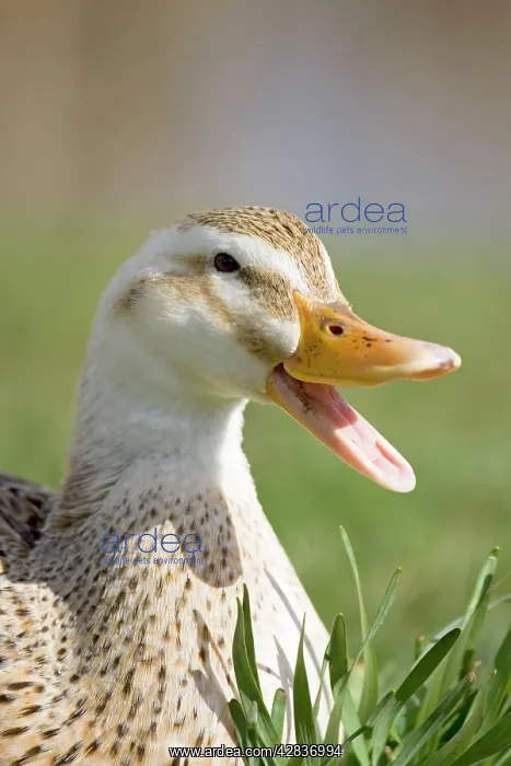  : Mixed breed Duck with beak open 'quackingI