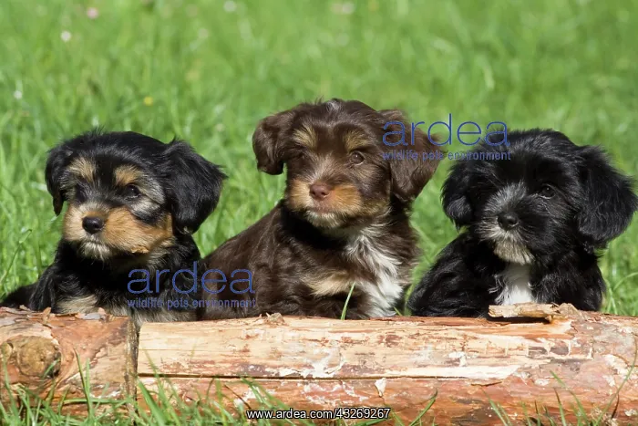 : Mixed-breed puppies sitting behind a tree trunk : Mixed-breed puppies sitting behind a tree trunk