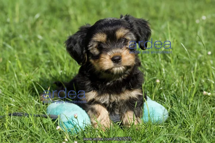 : Mixed-breed puppy lying on a bone-shaped pillow : Mixed-breed puppy lying on a bone-shaped pillow