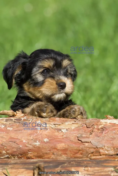 : Mixed-breed puppy lying behind a tree trunk, North : Mixed-breed puppy lying behind a tree trunk, North