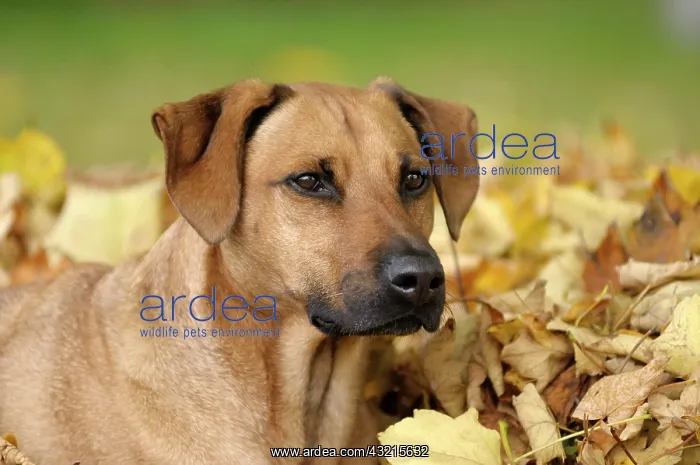 : Mixed-breed Rhodesian Ridgeback, portrait in front : Mixed-breed Rhodesian Ridgeback, portrait in front