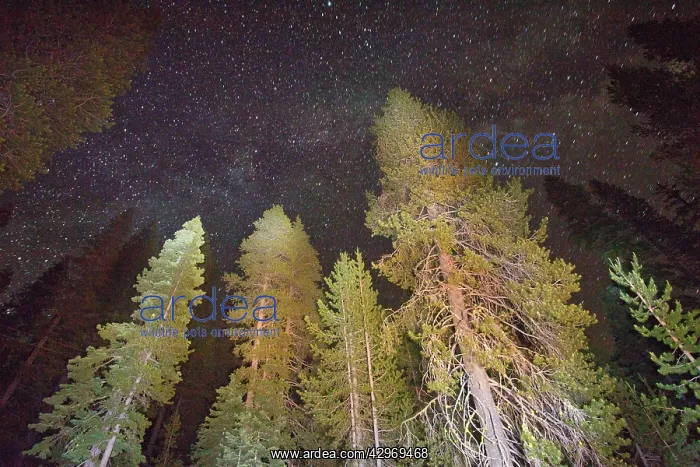 : Mixed Conifer forest - at 6500 ft - by night using : Mixed Conifer forest - at 6500 ft - by night using