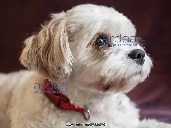 : Mixed Coton de Tulear and Cavalier King Charles dog : Mixed Coton de Tulear and Cavalier King Charles dog