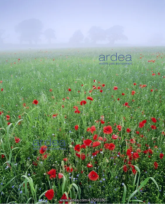: Mixed crops. Common POPPIES - with flowering linseed : Mixed crops. Common POPPIES - with flowering linseed