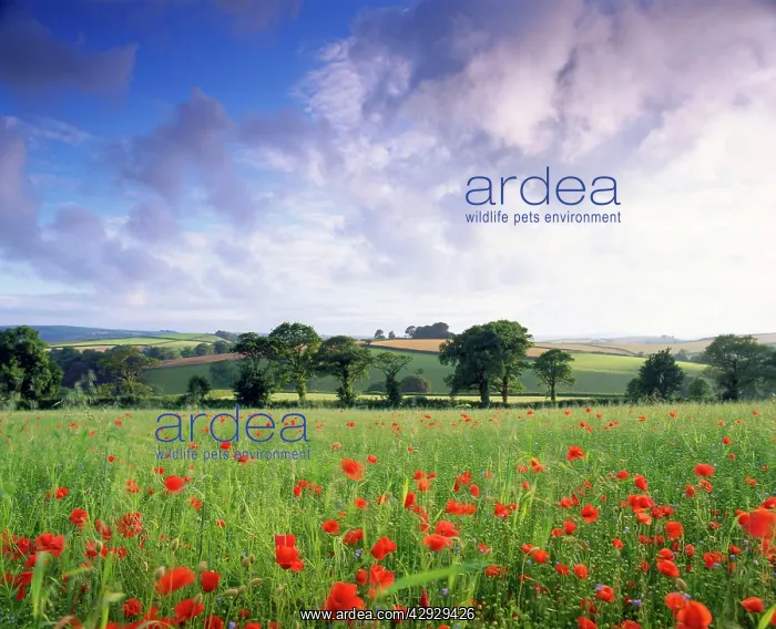 : Mixed crops. Common POPPIES - Wind-blurred in flowering : Mixed crops. Common POPPIES - Wind-blurred in flowering