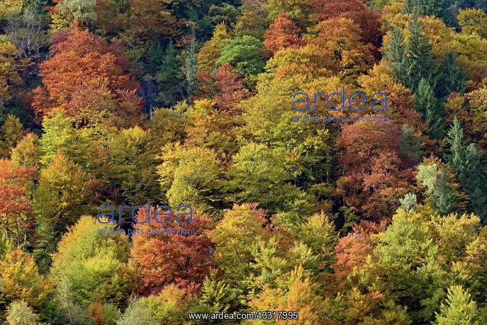 : Mixed deciduous forest on the mountain slope with : Mixed deciduous forest on the mountain slope with