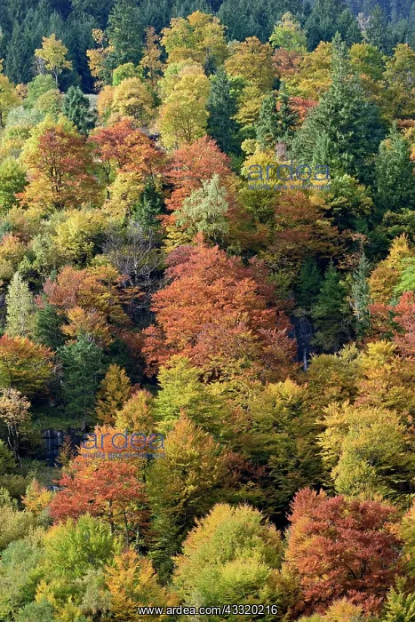 : Mixed deciduous forest on the mountain slope with : Mixed deciduous forest on the mountain slope with