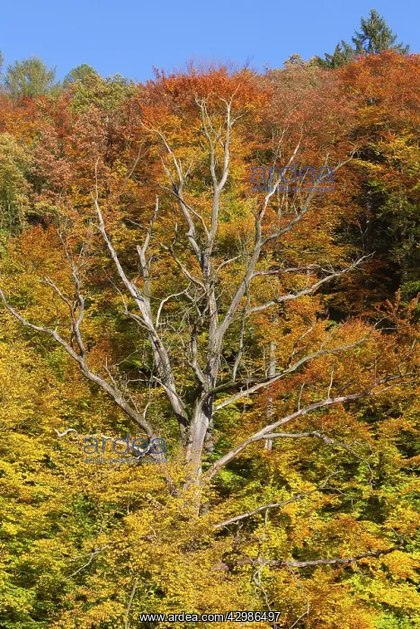 : Mixed Deciduous Woodland - showing autumn colour : Mixed Deciduous Woodland - showing autumn colour