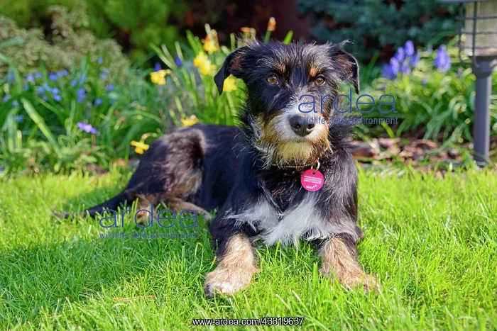 : Mixed dog in the garden, Dachshund-Terrier-Havanese : Mixed dog in the garden, Dachshund-Terrier-Havanese