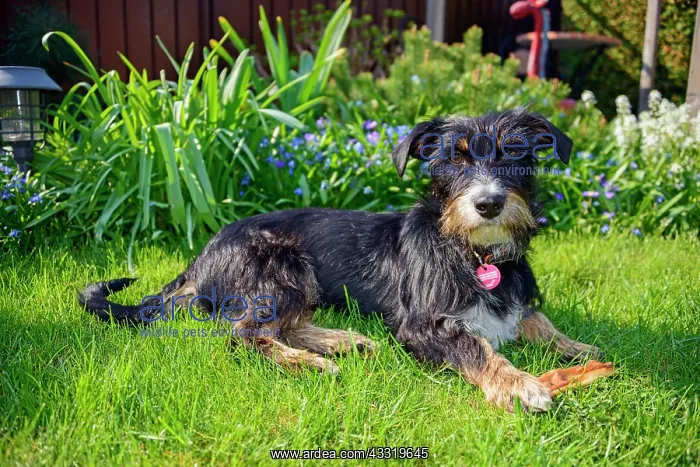 : Mixed dog in the garden, Dachshund-Terrier-Havanese : Mixed dog in the garden, Dachshund-Terrier-Havanese